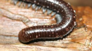 Vers noirs d’humidité