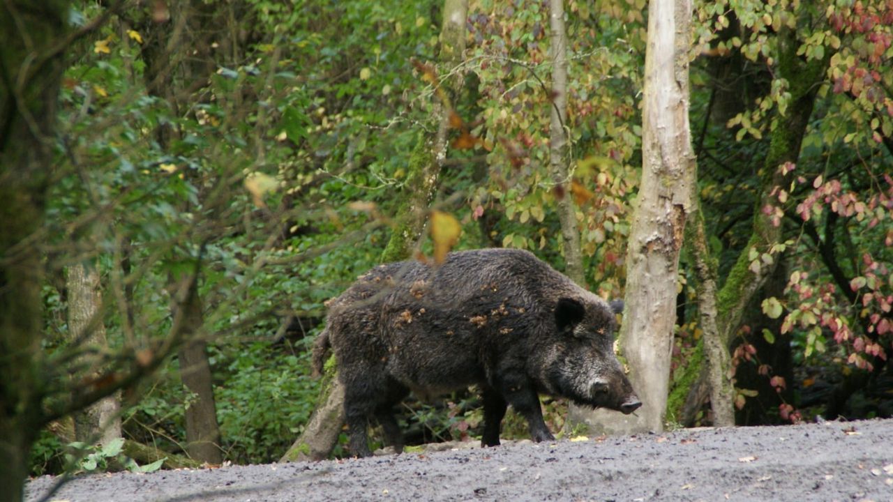 Sanglier