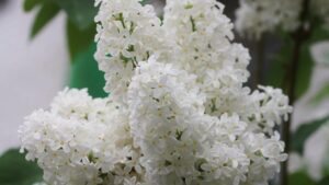 Lilas du Japon