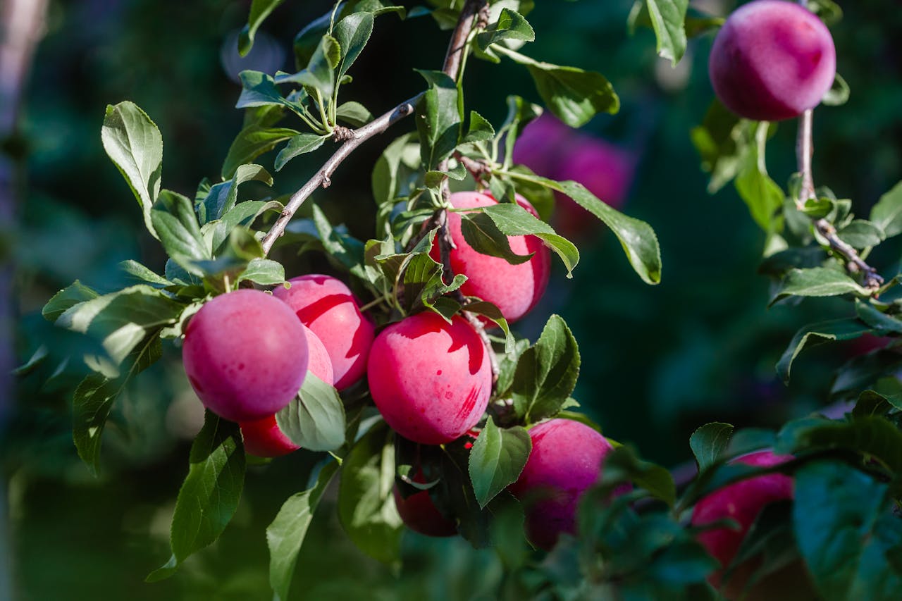 Prune sauvage