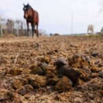 Fumier de cheval en sac