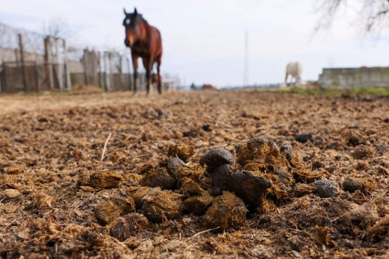 Fumier de cheval en sac