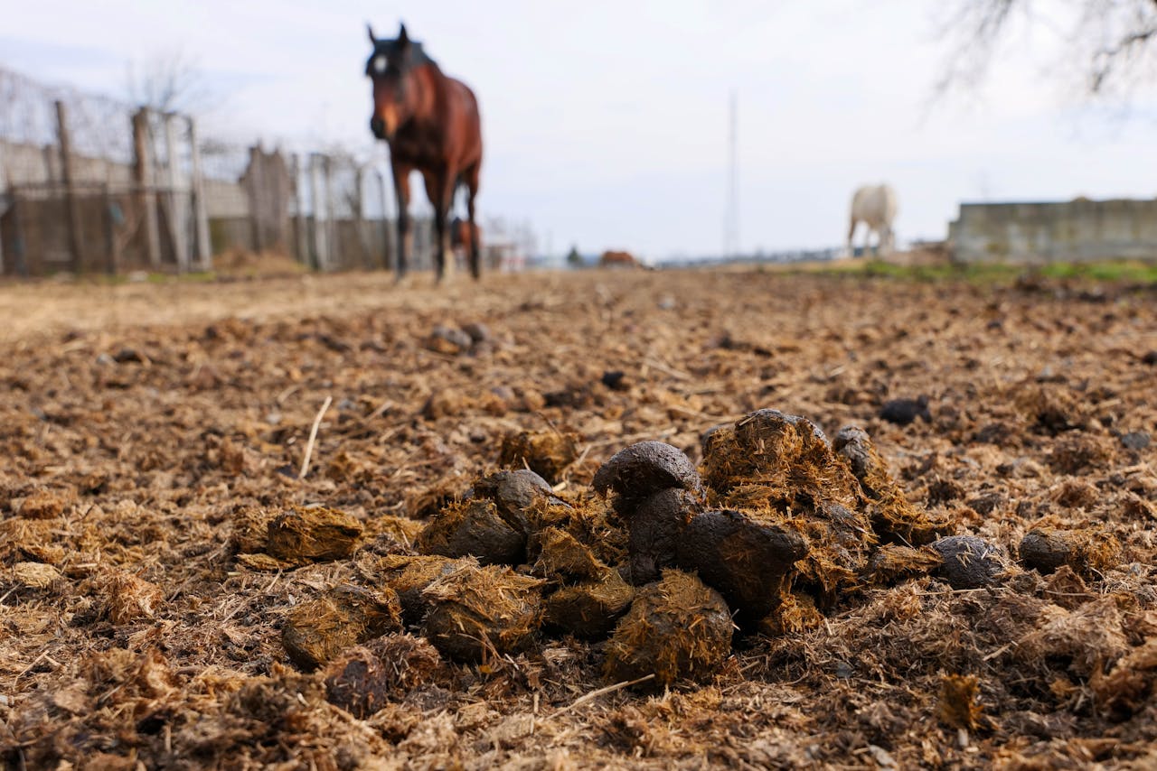 Fumier de cheval en sac