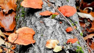 Champignon orange sur bois mort