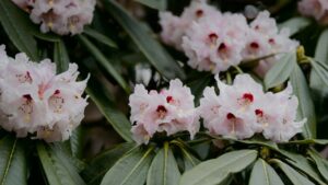 Rhododendron simsii