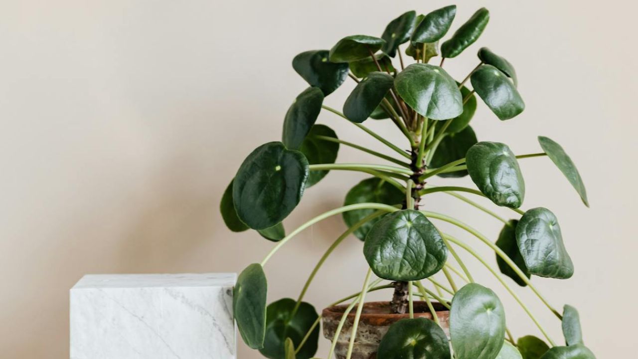 Peperomia vs Pilea