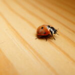 Coccinelle dans la maison