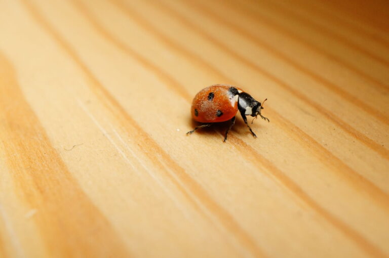 Coccinelle dans la maison