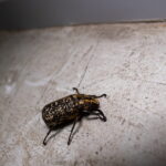 Petit insecte dans la maison