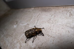 Petit insecte dans la maison