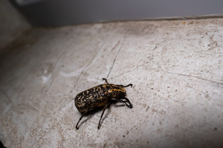Petit insecte dans la maison