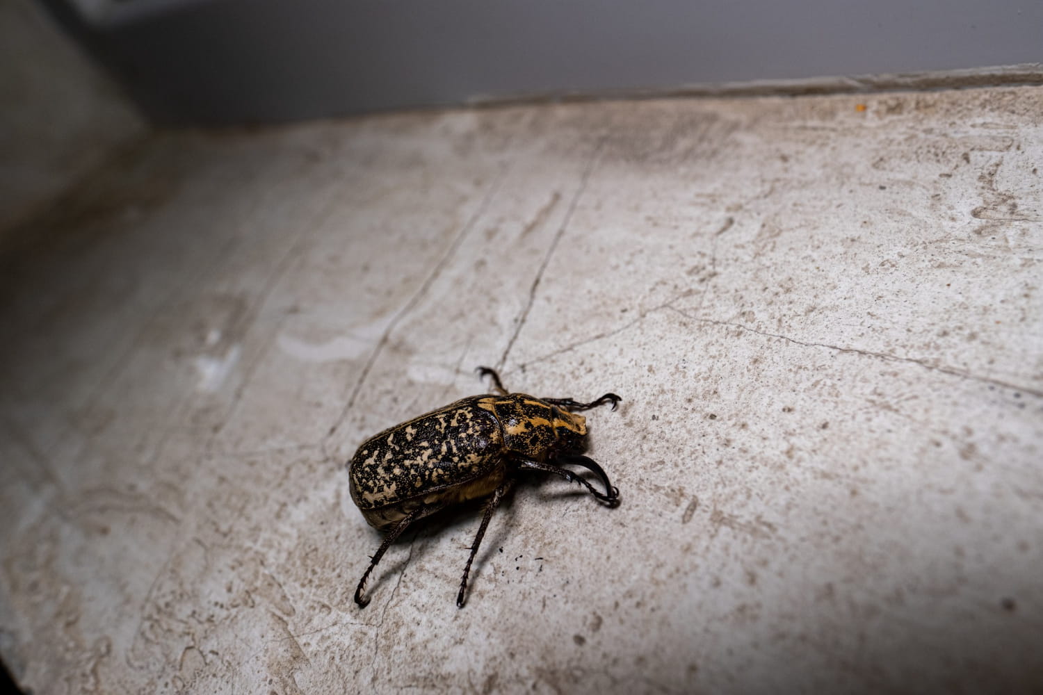Petit insecte dans la maison