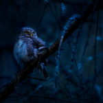 Animaux nocturnes