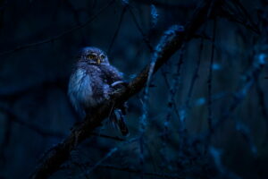 Animaux nocturnes
