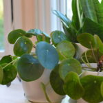 Mon pilea ne pousse pas