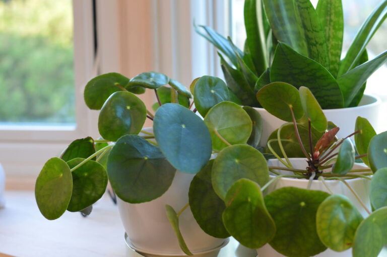 Mon pilea ne pousse pas