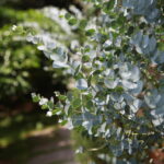 Eucalyptus gunnii