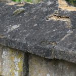 Mérule sur pierre