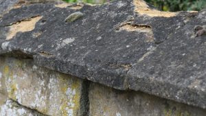 Mérule sur pierre