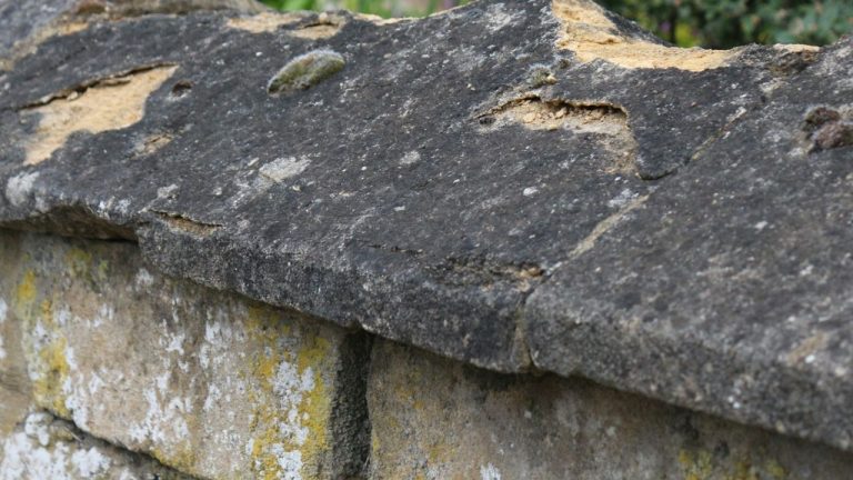 Mérule sur pierre