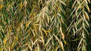 Saule crevette aux feuilles marron