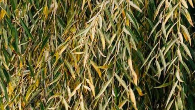 Saule crevette aux feuilles marron